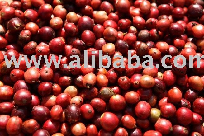 Arabica and Robusta Coffee beans from Vietnam With Competitive Price