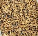 ROBUSTA COFFEE BEAN GRADE 2,S13