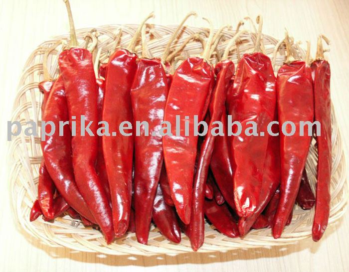  Jintan  Chilli
