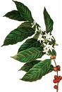Robusta Type of Coffee Beans