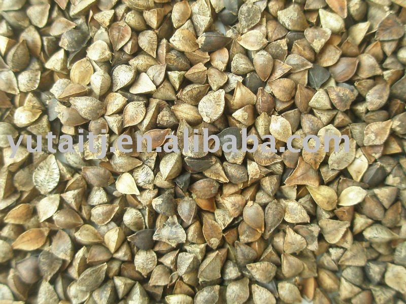 Chinese Buckwheat