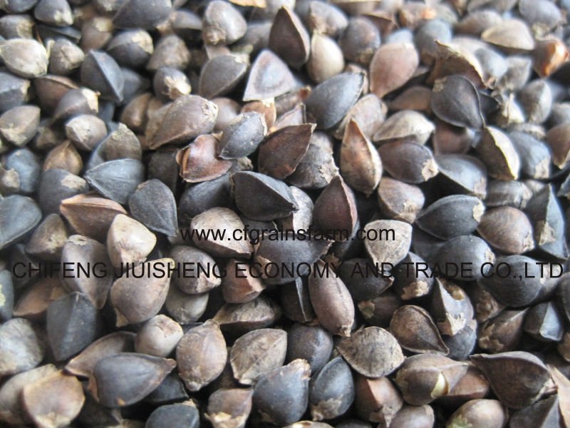 BUCKWHEAT IN HUSK FOR HUMAN CONSUMPTION