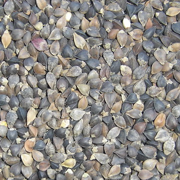sell Buckwheat