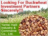 buckwheat project