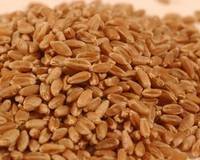 buck wheat