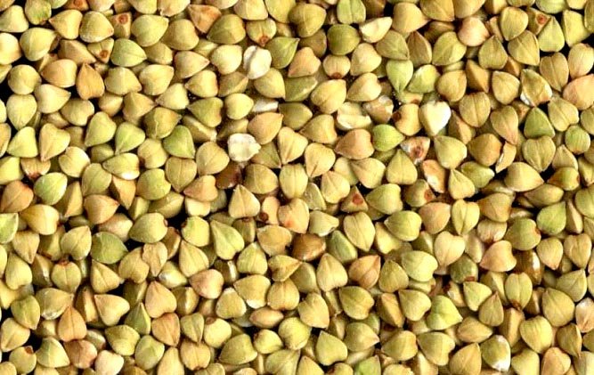 GOOD QUALITY BUCK WHEAT