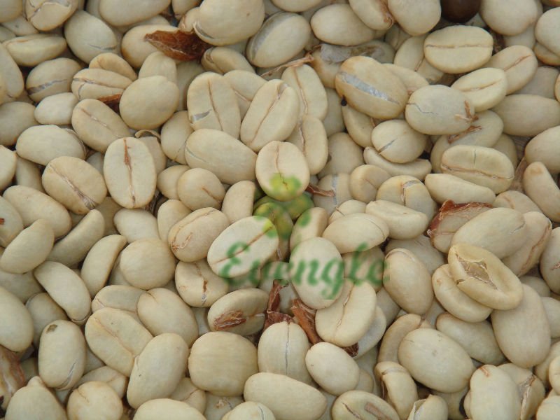 Green Coffee Beans/Typica of Arabica/High Quality Organic