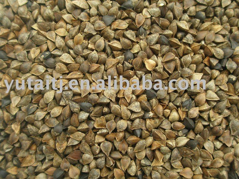 Chinese Buck wheat