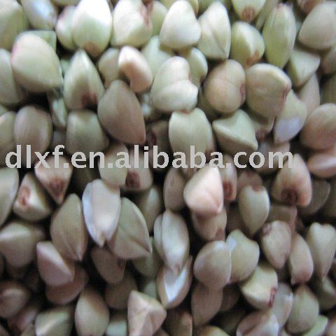 new crop Raw Buckwheat kernels