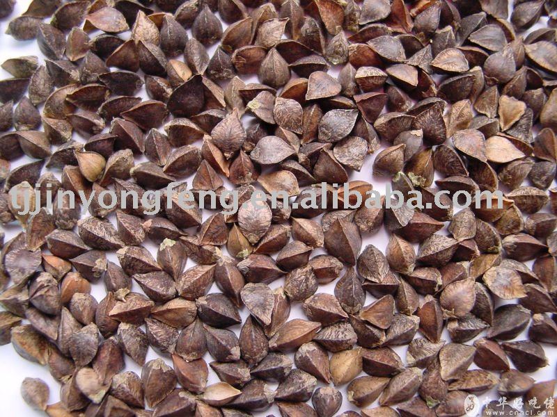 buckwheat