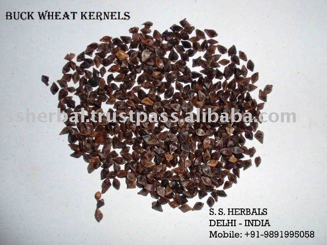 Indian Buckwheat