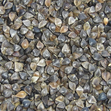 Sell Polished Buckwheat