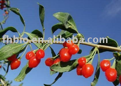  Goji  Juice Powder for health food    beverage 