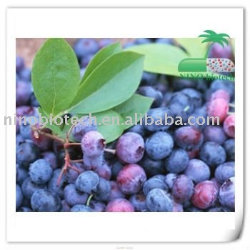 Blueberry Juice Powder