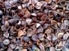 Buckwheat Husk