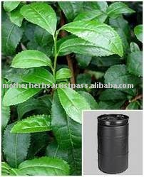  Camellia   Sinensis   Extract 