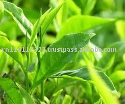 Green Tea with best price