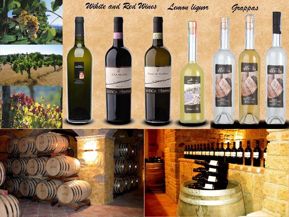 italian high quality white and red wines and musts