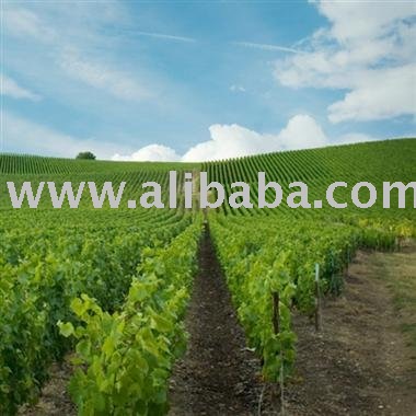 New Zealand  Bulk   White   Wine 