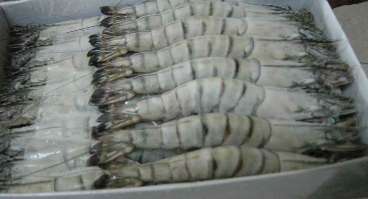 Selling Tiger Shrimp
