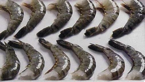  Black   Shrimp  From Vietnam