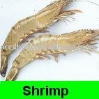 Frozen Shrimps