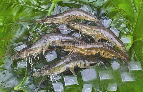HOSO Vannamei White Shrimp