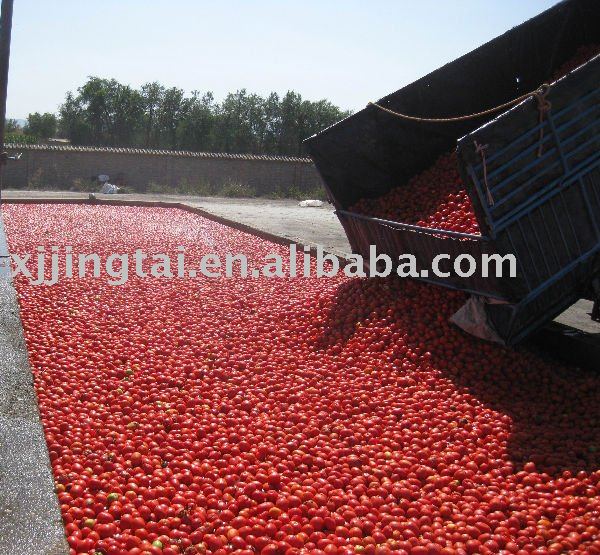 Cold Break Tomato Paste 36-38%, Aseptic tomato paste cold break 36-38% in drum, aseptic CB tomato pa