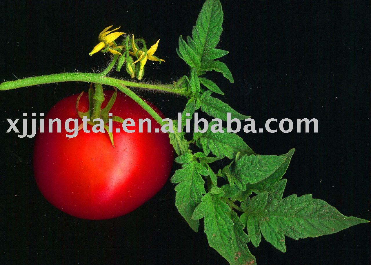 30-32% Hot Break aseptic tomato paste in drum