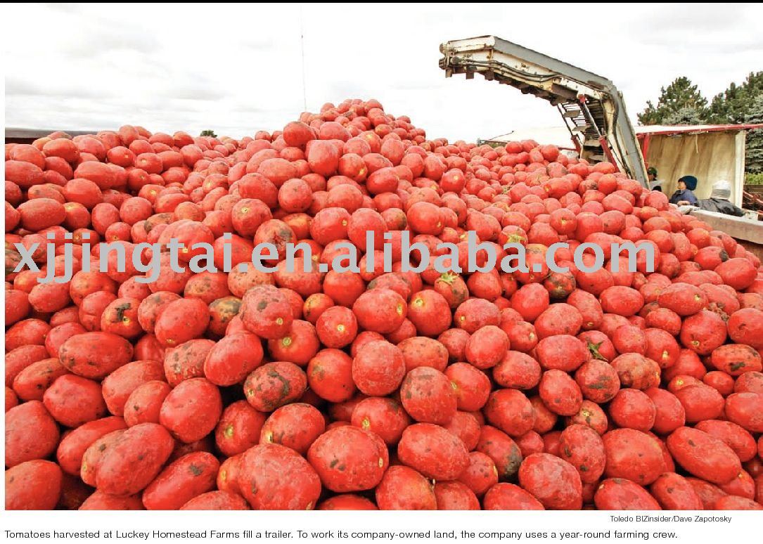 Aseptic tomato paste 30-32% Hot Break or HB, 30-32% HB tomato paste in 220Liters Iron drum