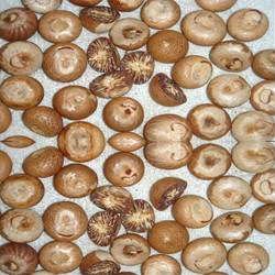 betel nuts,dried,fresh,baked