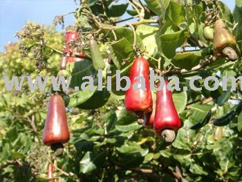  VIETNAM  CAHSHEW NUTS
