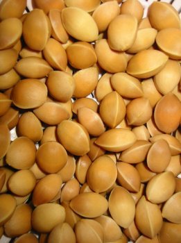 Ginkgo Nut For Sale