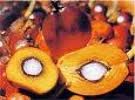 palm nuts Palm fern and zamia nuts Walnut