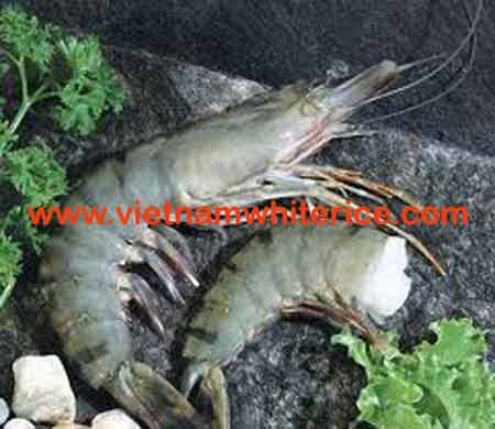 HOSO Frozen Black Tiger Shirmp (Head on shell on)_ high FOOD hygiene