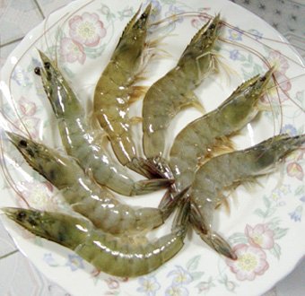 vannamei shrimp