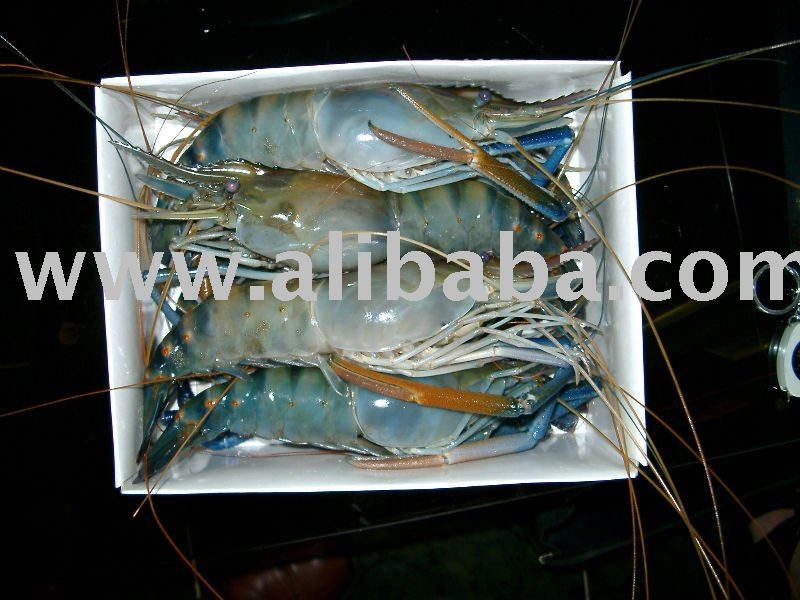 FRESH WATER SCAMPI SHRIMP ( Macrobrachium resenbergii )