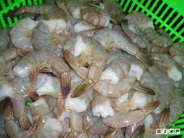 Whiting Shrimp