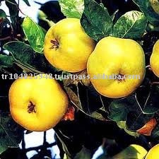 Quince Puree Concentrate