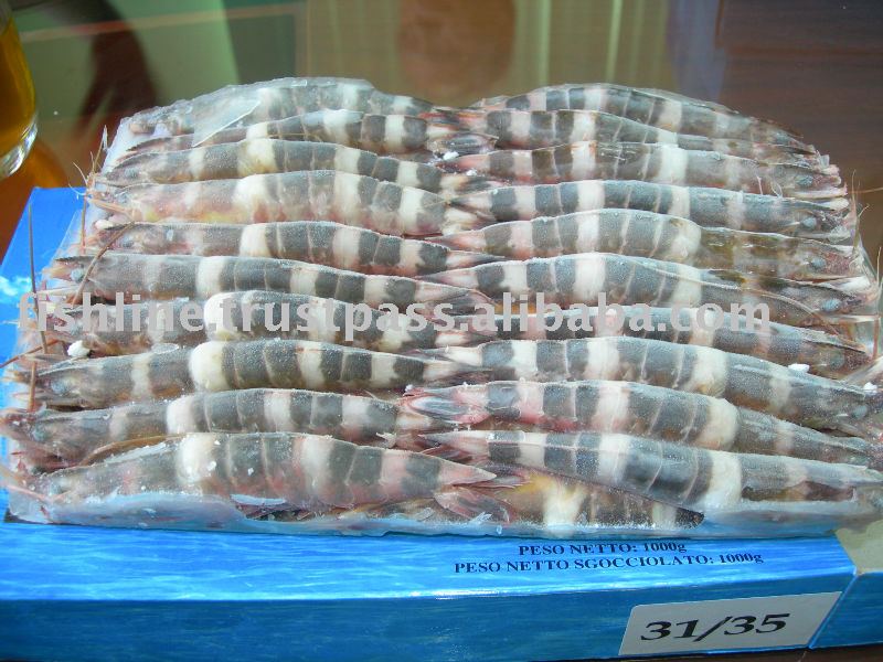 CAT TIGER SHRIMP HOSO SIZE 31-35