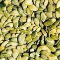 PUMPKIN KERNEL