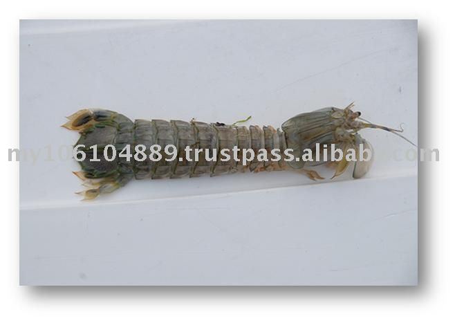  Mantis   Shrimp 