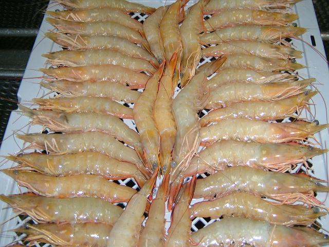 Australian Wild Ocan caught Banana Shrimp
