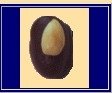 ALMOND PRALINE chocolate