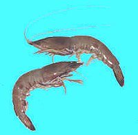 SHRIMP