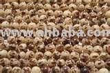 High quality and nutritive Betelnuts
