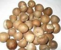  Pine  Nut