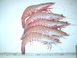Frozen and live prawns