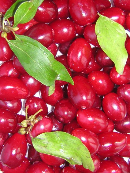 Cornelian Cherry Puree ( 12-14Bx)