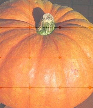 PUMPKIN POWDER